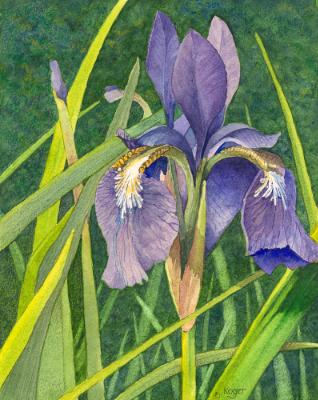 Purple Iris #1