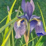 Purple Iris #1